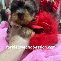 Merle female, a female Yorkshire Terrier for sale in Pensacola, FL – Photo 8 of 10