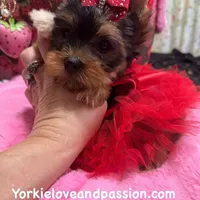 Merle female, a female Yorkshire Terrier for sale in Pensacola, FL – Photo 3 of 10