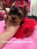 Merle female, a female Yorkshire Terrier for sale in Pensacola, FL – Photo 3 of 10