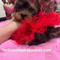 Merle female, a female Yorkshire Terrier for sale in Pensacola, FL – Photo 4 of 10