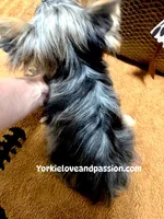 Blue Merle female , a female Yorkshire Terrier for sale in Pensacola, FL – 5 of 9