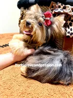 Blue Merle female , a female Yorkshire Terrier for sale in Pensacola, FL – 9 of 9