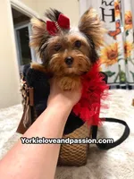 Small traditional female , a female Yorkshire Terrier for sale in Pensacola, FL – 2 of 10