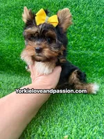 Small traditional female , a female Yorkshire Terrier for sale in Pensacola, FL – 5 of 10