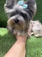 Silver Merle male , a male Yorkshire Terrier for sale in Pensacola, FL – 8 of 10