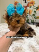 Blue Merle male , a male Yorkshire Terrier for sale in Pensacola, FL – 1 of 10