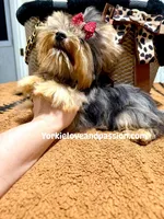 Blue Merle female , a female Yorkshire Terrier for sale in Pensacola, FL – 7 of 9