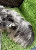 Bruno , a male Yorkshire Terrier for sale in Pensacola, FL – 10 of 10