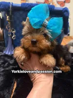 Traditional male , a male Yorkshire Terrier for sale in Pensacola, FL – 4 of 10