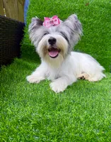 Blueberry female , a female Yorkshire Terrier for sale in Pensacola, FL – 4 of 10