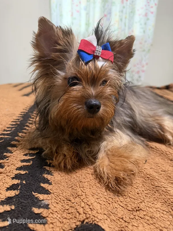 Sable male  – Yorkshire Terrier puppy for sale in Pensacola, FL