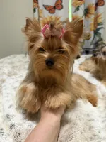 sable female, a female Yorkshire Terrier for sale in Pensacola, FL – 1 of 8