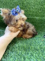 Chocolate Merle male , a male Yorkshire Terrier for sale in Pensacola, FL – 10 of 10