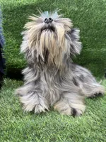 Bruno , a male Yorkshire Terrier for sale in Pensacola, FL – 5 of 10