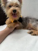 Bruno , a male Yorkshire Terrier for sale in Pensacola, FL – 7 of 10
