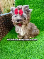 Black Merle female , a female Yorkshire Terrier for sale in Pensacola, FL – 2 of 10