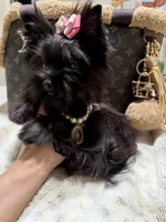Xsmall black female , a female Yorkshire Terrier for sale in Pensacola, FL – 8 of 8