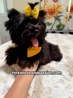 Solid black male, a male Yorkshire Terrier for sale in Pensacola, FL – 5 of 6