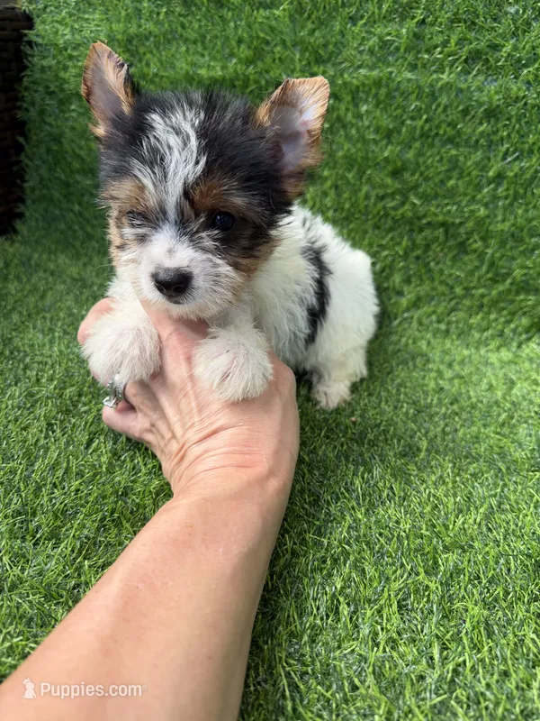 Parti female  – Yorkshire Terrier puppy for sale in Pensacola, FL