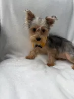 Bruno , a male Yorkshire Terrier for sale in Pensacola, FL – 3 of 10