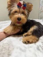 Traditional male , a male Yorkshire Terrier for sale in Pensacola, FL – 6 of 9