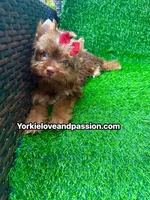 Chocolate female , a female Yorkshire Terrier for sale in Pensacola, FL – 6 of 10