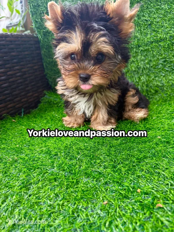 Babydoll traditional female  – Yorkshire Terrier puppy for sale in Pensacola, FL