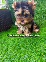 Babydoll traditional female , a female Yorkshire Terrier for sale in Pensacola, FL – 1 of 10