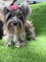 black Merle tweed female , a female Yorkshire Terrier for sale in Pensacola, FL – 6 of 10