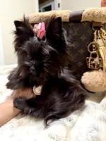 Xsmall black female , a female Yorkshire Terrier for sale in Pensacola, FL – 3 of 8