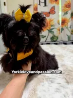 Solid black male, a male Yorkshire Terrier for sale in Pensacola, FL – 2 of 6