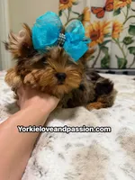 Blue Merle male , a male Yorkshire Terrier for sale in Pensacola, FL – 10 of 10