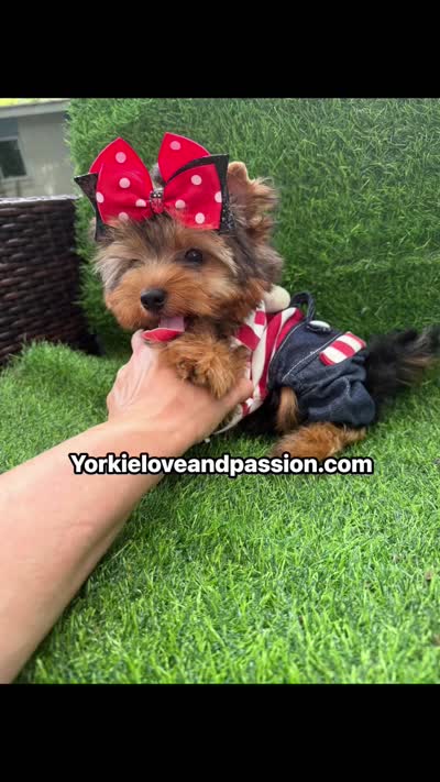 Traditional male , a male Yorkshire Terrier for sale in Pensacola, FL – 10 of 10