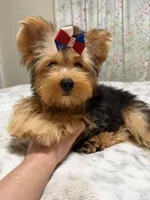 Traditional male , a male Yorkshire Terrier for sale in Pensacola, FL – 8 of 9