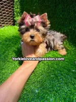 Babydoll blue Merle female , a female Yorkshire Terrier for sale in Pensacola, FL – 3 of 10