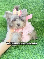 Xsmall black Merle female , a female Yorkshire Terrier for sale in Pensacola, FL – 10 of 10