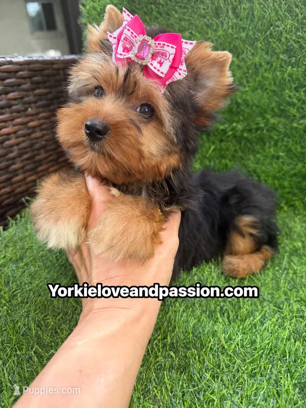Traditional female  – Yorkshire Terrier puppy for sale in Pensacola, FL