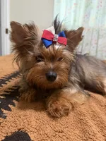 Sable male , a male Yorkshire Terrier for sale in Pensacola, FL – 10 of 10
