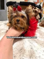 Small traditional female , a female Yorkshire Terrier for sale in Pensacola, FL – 9 of 10