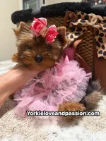 Blue Merle female , a female Yorkshire Terrier for sale in Pensacola, FL – 5 of 10