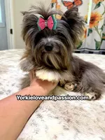 black Merle tweed female , a female Yorkshire Terrier for sale in Pensacola, FL – 1 of 9