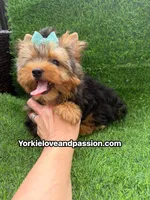 Traditional male , a male Yorkshire Terrier for sale in Pensacola, FL – 8 of 10