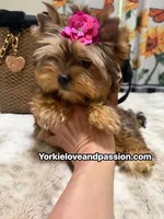 Babydoll sable female , a female Yorkshire Terrier for sale in Pensacola, FL – 2 of 10
