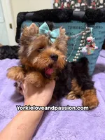 Traditional male , a male Yorkshire Terrier for sale in Pensacola, FL – 4 of 10