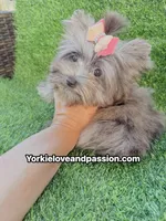 Xsmall black Merle female , a female Yorkshire Terrier for sale in Pensacola, FL – 3 of 10