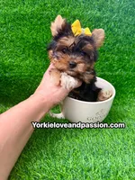 Small traditional female , a female Yorkshire Terrier for sale in Pensacola, FL – 8 of 10