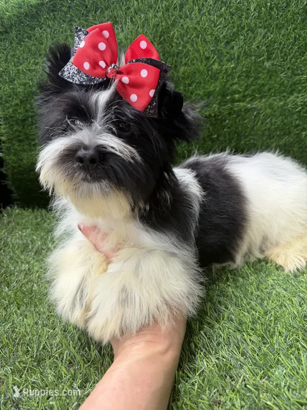 Parti male  – Yorkshire Terrier puppy for sale in Pensacola, FL