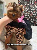 Blue Merle female , a female Yorkshire Terrier for sale in Pensacola, FL – 10 of 10