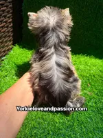 Babydoll blue Merle female , a female Yorkshire Terrier for sale in Pensacola, FL – 9 of 10
