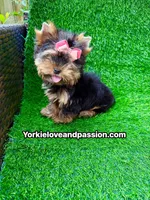 Xxsmall babydoll traditional female , a female Yorkshire Terrier for sale in Pensacola, FL – 5 of 10